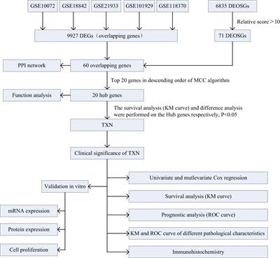 Identification of thioredoxin-1 as a biomarker of lung cancer and evaluation of its prognostic value based on bioinformatics analysis